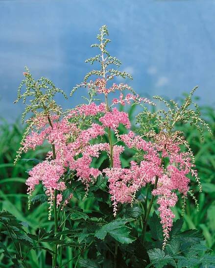 Astilbe arendsii ´Flamingo´ , Čechrava růžová, K9