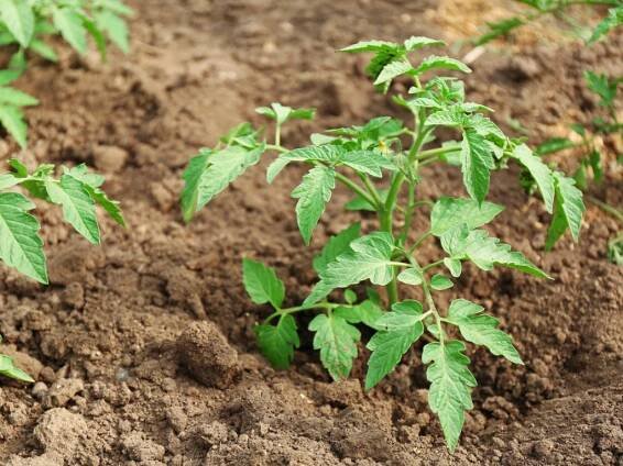Plants 'Scream' in the Face of Stress