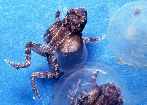 Newly hatched Fijian tree frog and empty egg