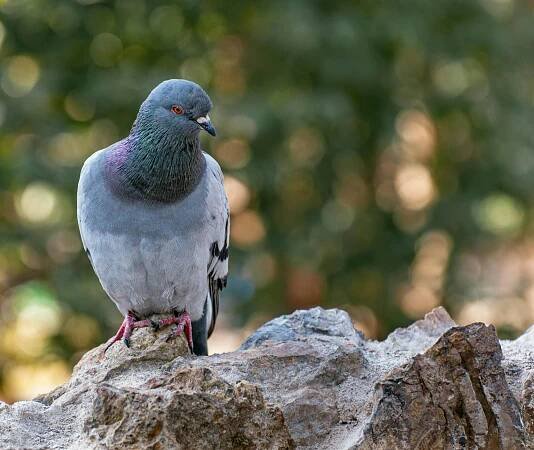 bezplatná Základová fotografie zdarma na téma bokeh, chování holubů, columba livia Základová fotografie