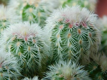 Kaktusy/sukulenty: Echinocereus rigidissimus v. rubrispinus