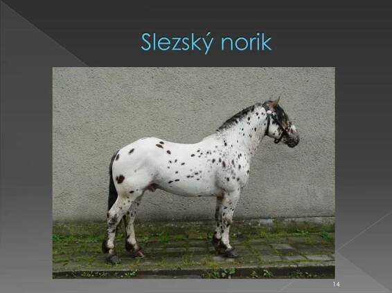 PPT - KONĚ PowerPoint Presentation, free download - ID:2207043
