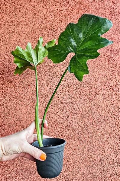 Philodendron xanadu