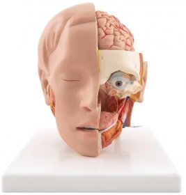 Model lidské hlavy a mozku (6 částí) - ROBERT