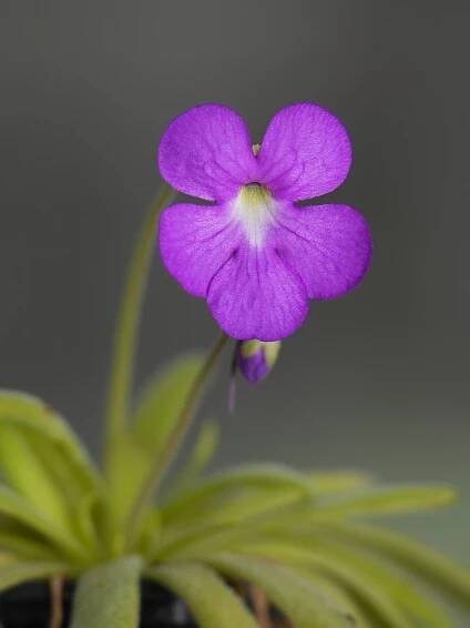 Pinguicula moctezumae × cyclosecta