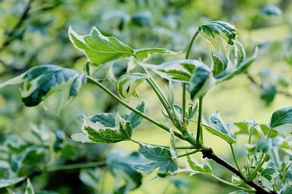 Ambroň západní Silver King (Liquidambar styraciflua)