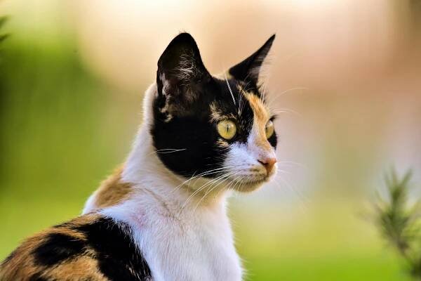 200 000+ nejlepších fotografií na téma Sluncem Zalitá Kočka · 100% bezplatné stažení · Základové fotografie Pexels