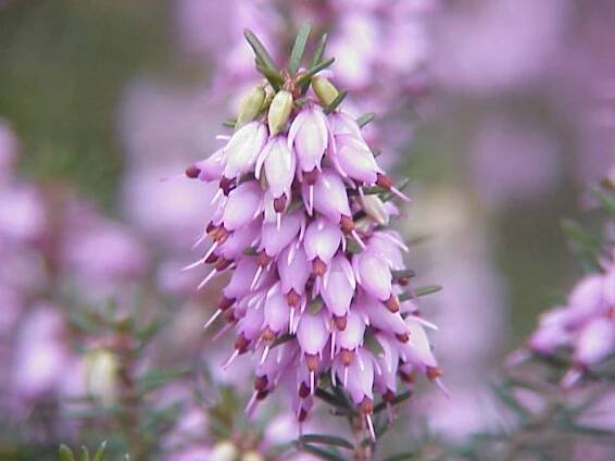 Soubor:Erica herbacea4.jpg – Wikipedie