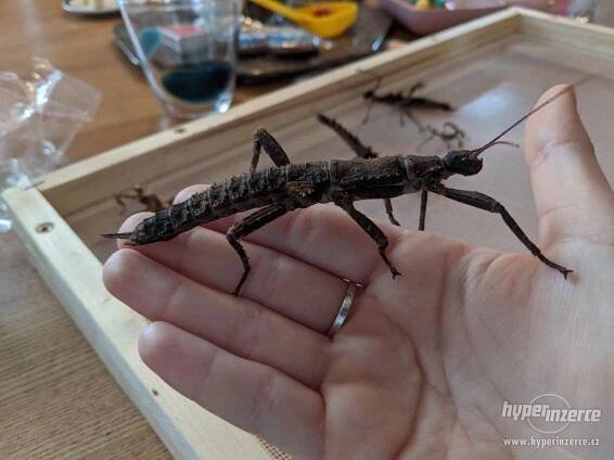 Strašilka Ostruhatá (Eurycantha calcarata) - foto 1