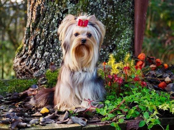 Meine Hündinnen – Quelinda`s Yorkshire Terrier