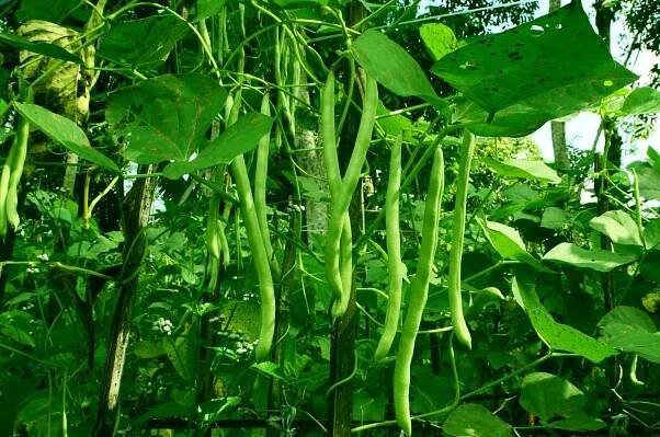 How To Grow Beans: Your Complete Guide · opsafetynow