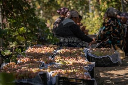 «Мне платят за то, что я выпиваю на работе» — история одной винодельни. Георгий Намазов | Фотограф в Ташкенте