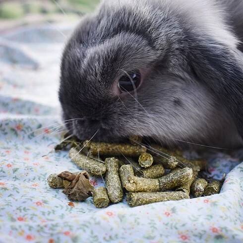 Senné bezobilné granule pro králíky a hlodavce