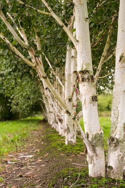 Betula utilis var. jacquemontii | bříza himalájská - Van den Berk školky