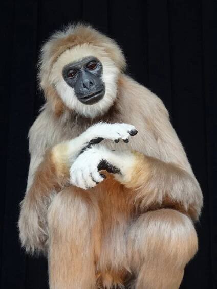 Animatronic Gibbon Ape