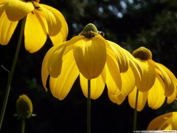 Rudbeckia nitida Herbstsonne třapatka lesklá