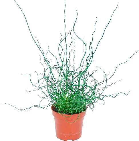 Sítina rozkladitá "Spiralis" průměr květináče cca 12 cm