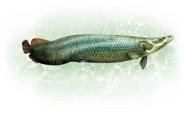 Arapaima (Arapaima gigas) realistický obrázek pro rybí encyklopedii, izolovaný obraz na bílém pozadí — Stock obrázek