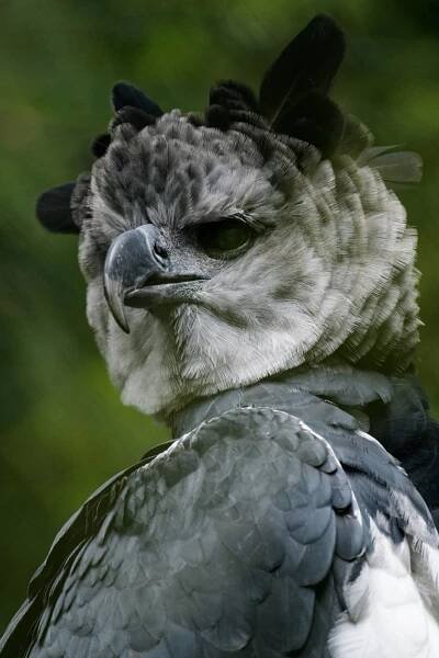 Harpyje zhoubná (Harpia harpyja) – Thorsten Spoerlein / Shutterstock