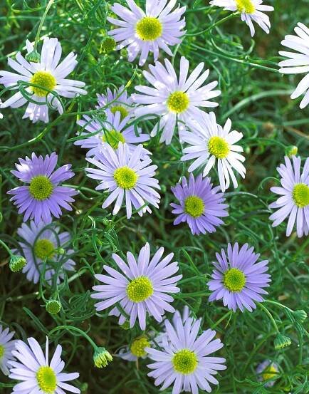 Surdaisy Blue