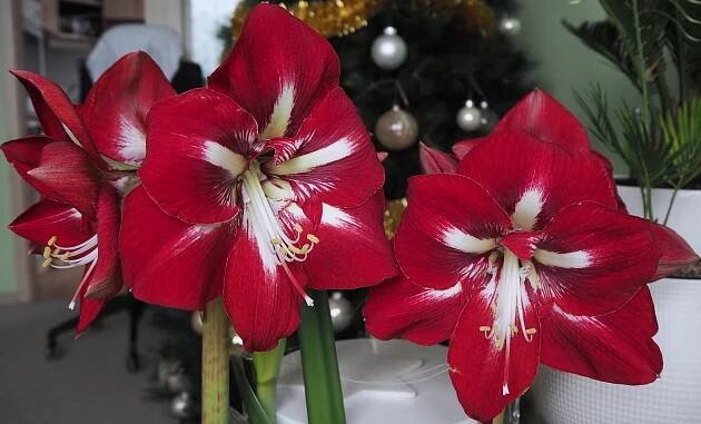 Semena Amarylis 'Barbados' (také amarylka nebo hvězdník), 10 semen - Zahrada