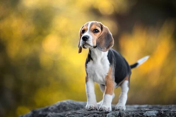 These Were the Top-Trending Dog Names of 2024