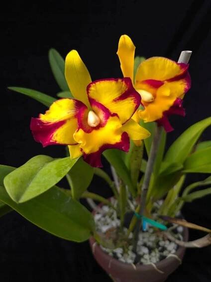 Orchidej Cattleya (Rlc.) Shang Ding Beauty, voní (31 l) Kód výrobce Cattleya