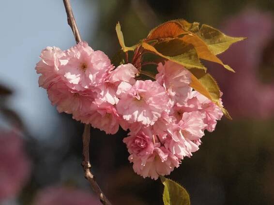 Sakura ozdobná | Naše rostliny
