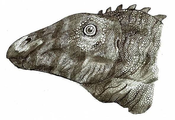 Grafiken und Illustrationen von Robinson Kunz - Dinodata.de