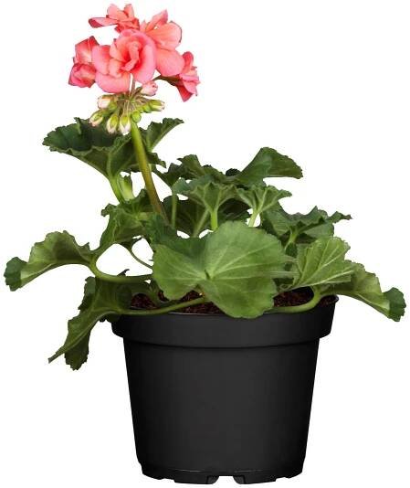 Muškát vzpřímený-Pelargonie páskatá (Pelargonium zonale) různé druhy pr. 10,5 cm