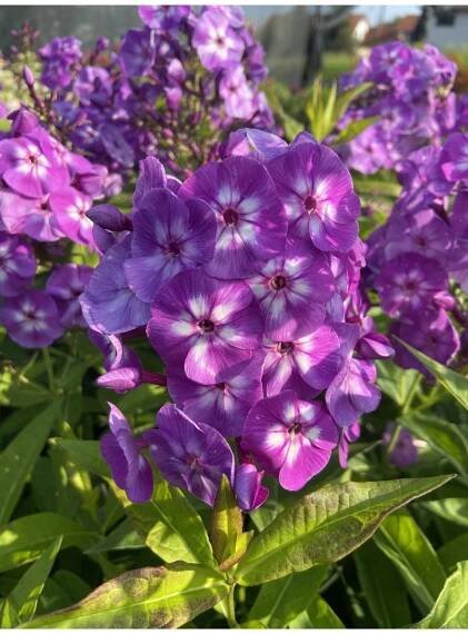 Phlox paniculata LAURA - plamenka latnatá, flox - Lukon Glads s.r.o.