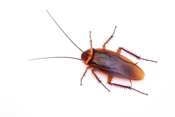 American cockroach identification - Atluspestsolutions.com