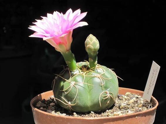 The Spider Cactus: Cute, not Creepy
