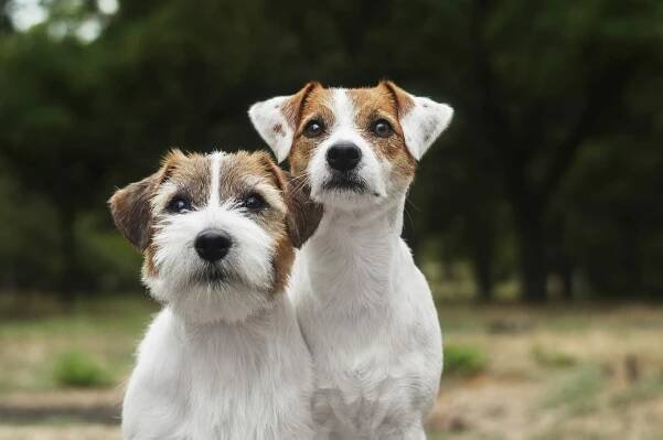 Jack Russell Terrier Lifespan Personality and Temperament