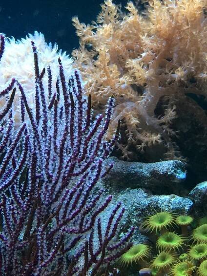 Corals