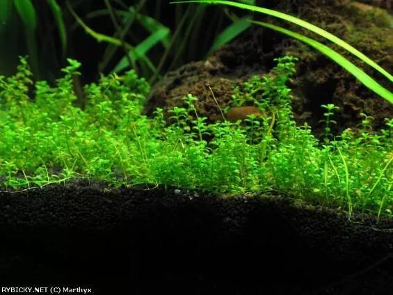 Hemianthus callitrichoides 'Cuba' - malokvětka hvězdošovitá 'Cuba'