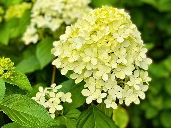 Limelight Prime® Hydrangea