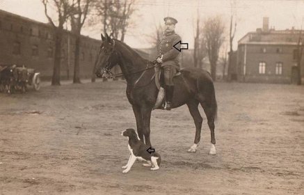 Fotopohlednice - důstojník na koni, pes, Železný kříž - Sběratelství