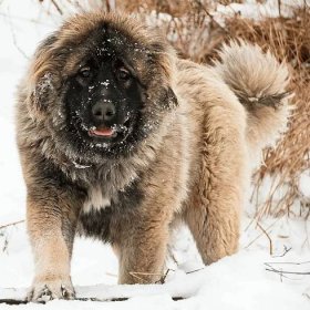 A Caucasian Shepherd dog standing on snow, facing the camera, with some snow on its face.