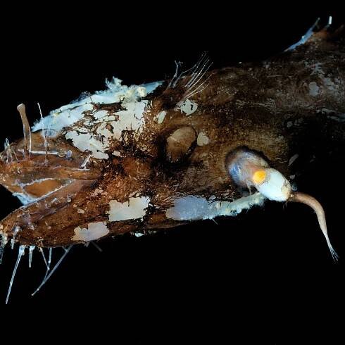 Unconventional Sex Let Anglerfish Conquer the Deep Ocean
