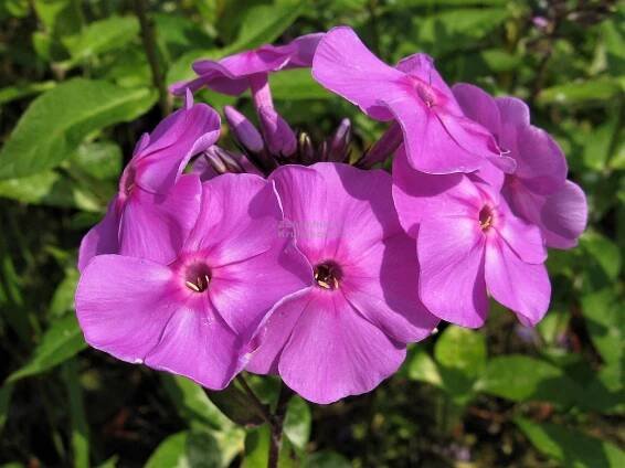 Phlox paniculata " Blue Boy " - flox, plamenka Zahradnictví Krulichovi - zahradnictví, květinářství, trvalky, skalničky