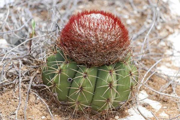 Melocactus matanzanus