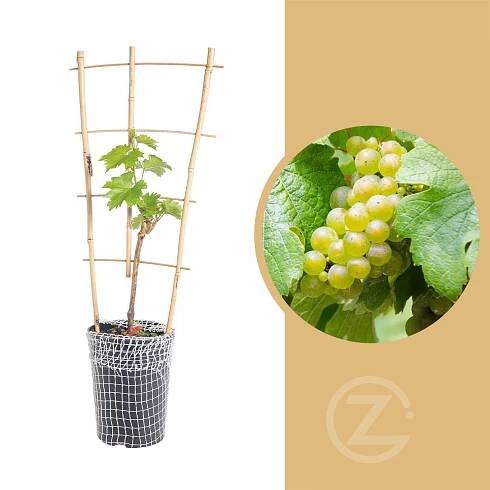 Réva vinná, Vitis vinifera Bianca, velikost kontejneru 2 l