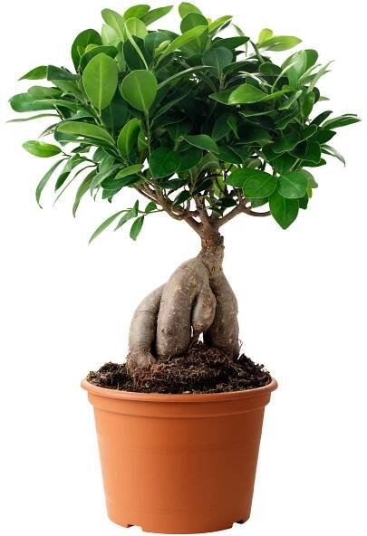 Ficus microcarpa