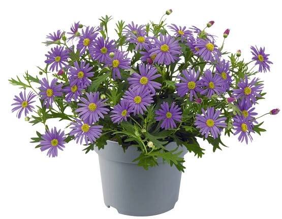 Brachyscome multifida BrascoTM Violet