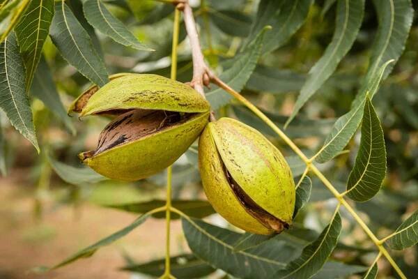 How to Grow a Pecan Tree
