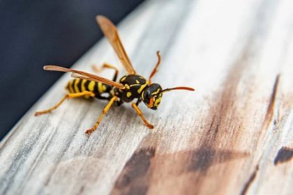 Jak rozeznat včelu od vosy, proč koušou a co s tím dělat