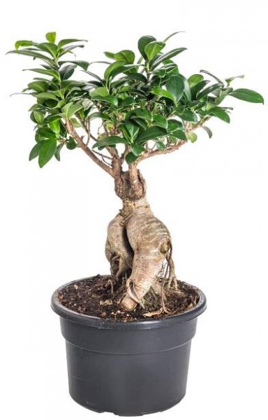 Fíkus, Ficus microcarpa, bonsaj, květináč 18-19 cm, skladem