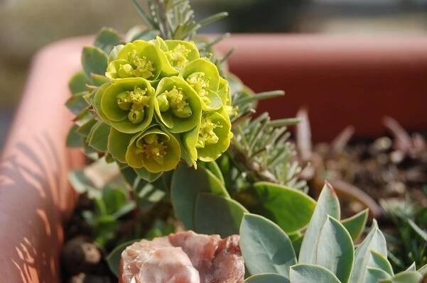 Příroda, Žluté Květy, Jaro, Euphorbia