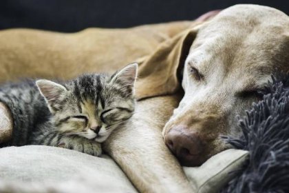 Spánek zvířat: Největším spáčem je krajta nebo kočka, králíci oči ani nezavírají